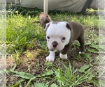 Small #7 Boston Terrier