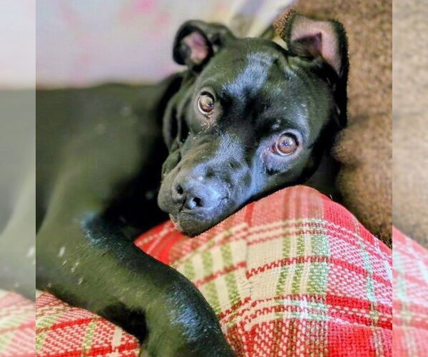 Medium Photo #5 Labrador Retriever-Unknown Mix Puppy For Sale in columbia, SC, USA