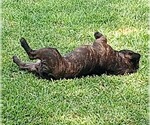 Small #1 French Bulldog