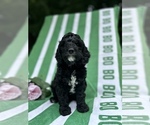 Small Photo #21 Cockapoo Puppy For Sale in ROCHESTER, MN, USA