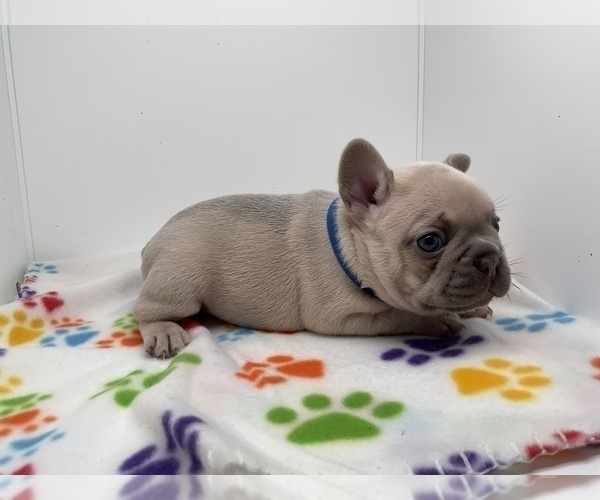 Medium Photo #2 French Bulldog Puppy For Sale in LEHIGH ACRES, FL, USA
