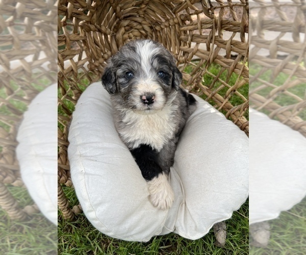 Medium Photo #3 Bernedoodle Puppy For Sale in GILBERT, AZ, USA