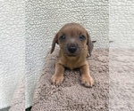 Small Photo #15 Chiweenie-Jack Russell Terrier Mix Puppy For Sale in SAINT AUGUSTINE, FL, USA