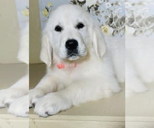 English Cream Golden Retriever Puppy for sale in AMITY, AR, USA