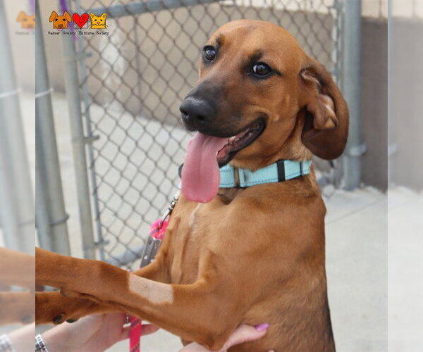 Medium Photo #1 Redbone Coonhound-Unknown Mix Puppy For Sale in Center Township, PA, USA