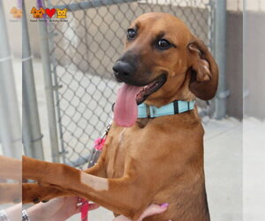 Redbone Coonhound-Unknown Mix Dogs for adoption in Center Township, PA, USA