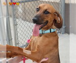 Small Redbone Coonhound Mix