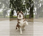 Small #3 Siberian Husky