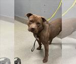 Small American Pit Bull Terrier Mix