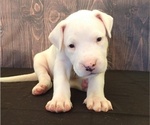 Small Photo #7 Dogo Argentino Puppy For Sale in MIAMI, FL, USA