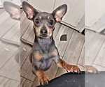 Small #3 Miniature Pinscher