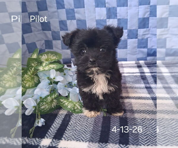 Medium Photo #3 Zuchon Puppy For Sale in MOUNT PLEASANT, MI, USA