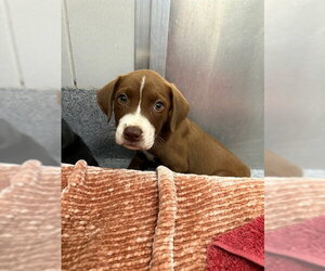 Labrador Retriever-Unknown Mix Dogs for adoption in Waterford, VA, USA