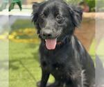 Small #2 Labrador Retriever-Spaniel Mix
