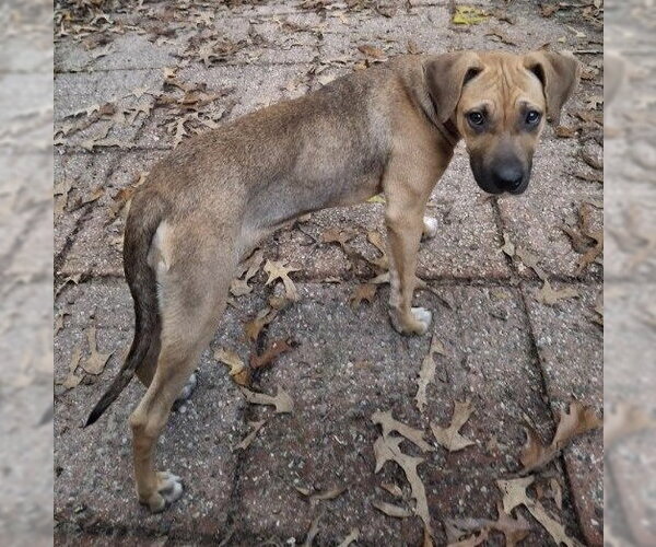 Medium Photo #13 Black Mouth Cur Puppy For Sale in Lexington, SC, USA