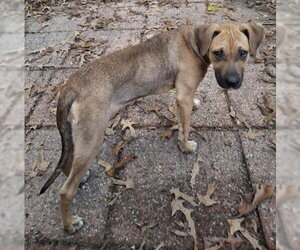 Clara - Female Black Mouth Cur Dog for Adoption - Photo #13