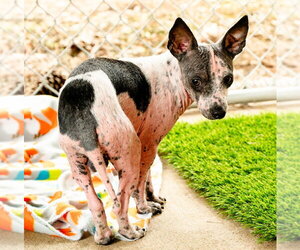 Britt - Male Chihuahua-Unknown Mix Dog for Adoption - Photo #2