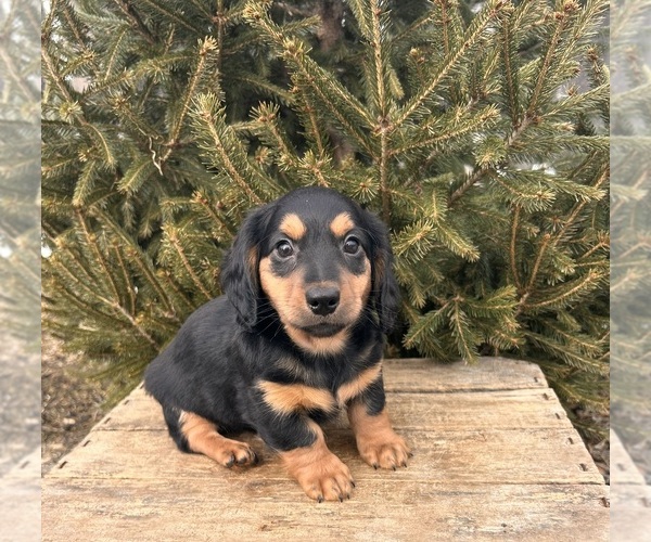 Medium Photo #5 Dachshund Puppy For Sale in MIDDLEBURY, IN, USA