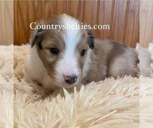 Shetland Sheepdog Puppy for sale in GRAFTON, OH, USA