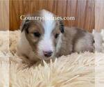 Image preview for Ad Listing. Nickname: Sable Merle 2