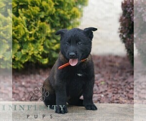 Belgian Malinois Puppy for sale in HONEY BROOK, PA, USA