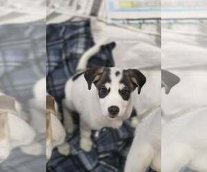 Aussiedor Dogs for adoption in SHERBURNE, NY, USA