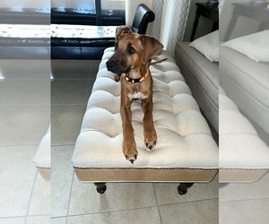 Rhodesian Ridgeback Puppy for sale in SARASOTA, FL, USA