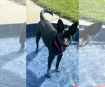 Small #7 Chihuahua Mix