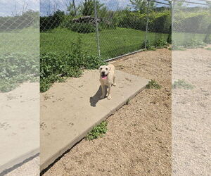 Chinese Shar-Pei-Unknown Mix Dogs for adoption in Maquoketa, IA, USA