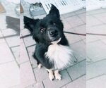 Small Border Collie