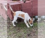 Small #3 Mutt