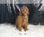 Puppy Blaze AKC Poodle (Toy)