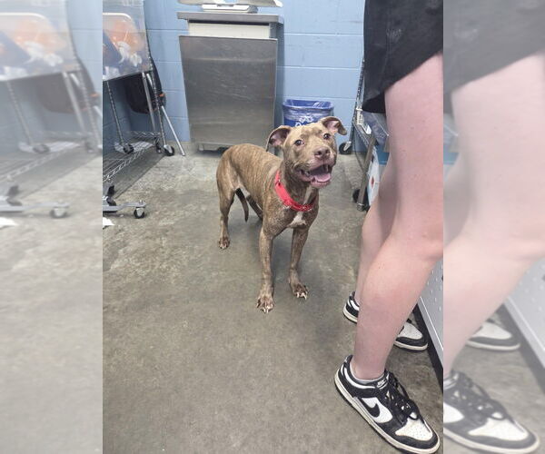 Medium Photo #2 American Pit Bull Terrier Puppy For Sale in Evansville, IN, USA