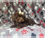 Small #4 ShihPoo