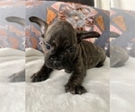 Small Photo #9 French Bulldog Puppy For Sale in JOHNS ISLAND, SC, USA
