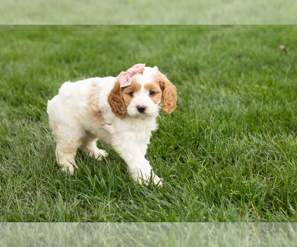 Medium Photo #2 Cockapoo (Miniature) Puppy For Sale in NAPPANEE, IN, USA