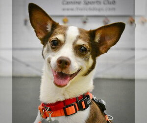 Rat Terrier Dogs for adoption in Atlanta, GA, USA