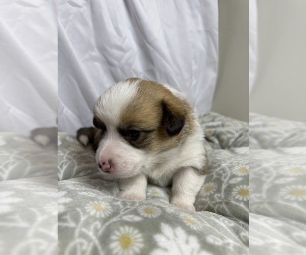 Medium Photo #10 Pembroke Welsh Corgi Puppy For Sale in GRAND RAPIDS, MI, USA