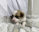Small #9 Pembroke Welsh Corgi