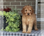 Small Photo #2 Goldendoodle Puppy For Sale in FREDERICKSBURG, OH, USA