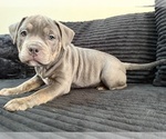 Small #3 American Bully