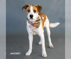 Mutt Dogs for adoption in Conroe, TX, USA