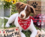 Sully - Male Labrador Retriever Dog for Adoption - Small photo