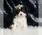 Puppy Jasper AKC Cavalier King Charles Spaniel