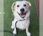 Small #2 Great Pyrenees Mix