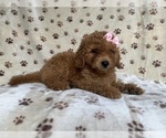 Small #6 Goldendoodle (Miniature)