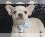 Puppy Skater AKC French Bulldog