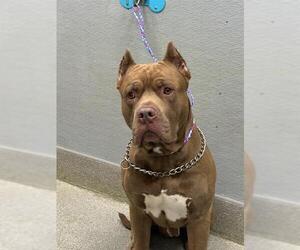 American Bulldog-Unknown Mix Dogs for adoption in Las Vegas, NV, USA