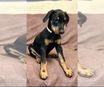 Small Photo #6 Doberman Pinscher Puppy For Sale in HATTIESBURG, MS, USA
