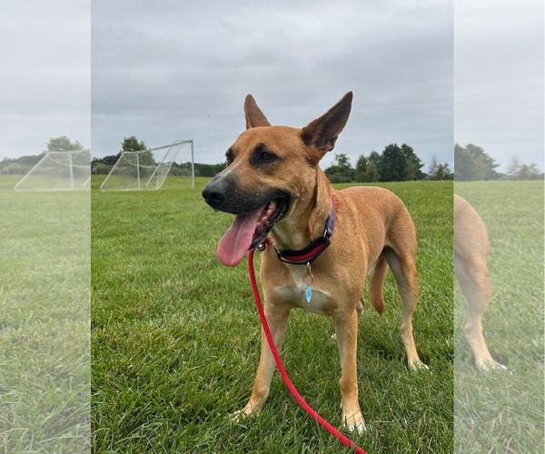 Medium Photo #14 Carolina Dog-Unknown Mix Puppy For Sale in Rockaway, NJ, USA